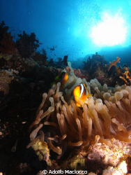Anemones Fish @ Shark Reef by Adolfo Maciocco 